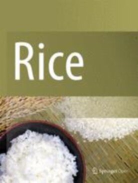 Rice - Springer (12284) - modelo ABNT