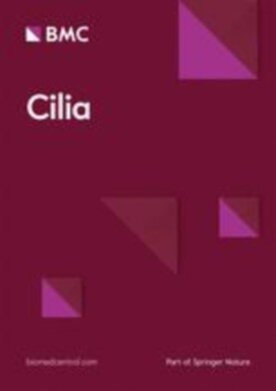 Cilia - Springer (13630) - modelo ABNT