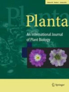 Planta - Springer (425) - modelo ABNT