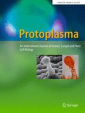 Protoplasma - Springer (709) - modelo ABNT